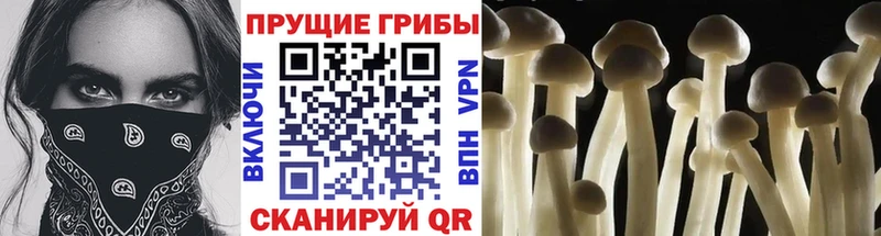 купить наркоту  hydra ССЫЛКА  Псилоцибиновые грибы мухоморы  Славянск-на-Кубани 